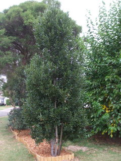 The Bay Tree - Northern edge of hedgerow